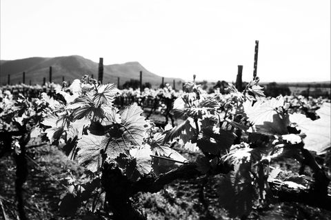 Ballabourneen Wine Co - Accommodation Kalgoorlie 0