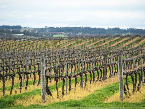 Clovely Estate Vineyard Cellar Door - Accommodation Kalgoorlie 2
