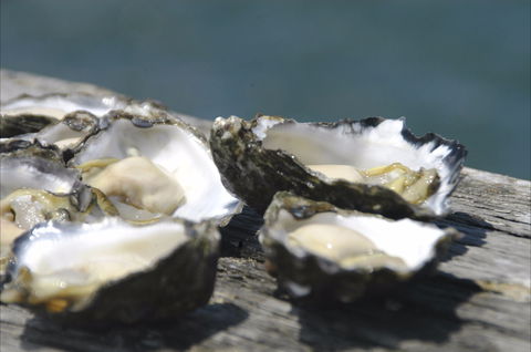 Jim Wild's Oyster Service - Accommodation Kalgoorlie 0