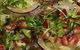 Limones Restaurant - thumb 19