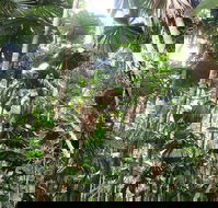 Spirits of Daintree - Accommodation Kalgoorlie