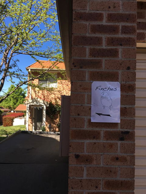 Finches Canberra - Accommodation Kalgoorlie 6