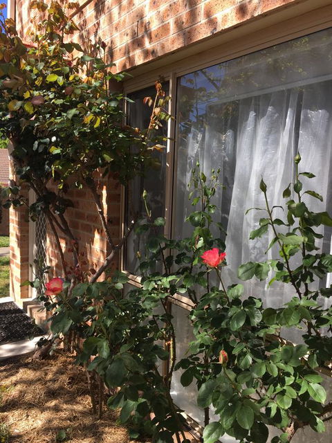 Finches Canberra - Accommodation Kalgoorlie 30