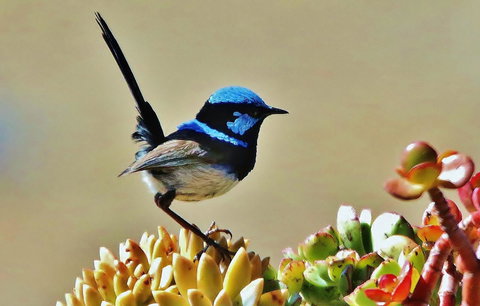 Mercure Kangaroo Island Lodge - Accommodation Kalgoorlie 39