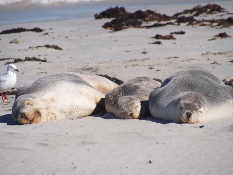 Mercure Kangaroo Island Lodge - Accommodation Kalgoorlie 43