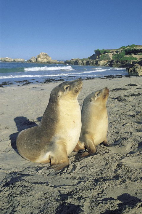 Kangaroo Island Seafront - Accommodation Kalgoorlie 40