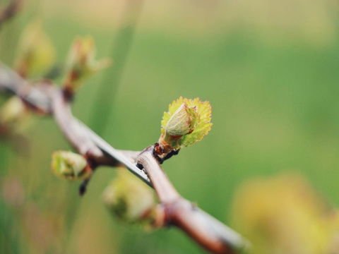 Lost In The Vines - Accommodation Kalgoorlie 16