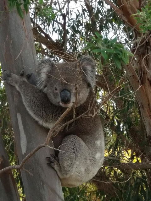 Lost In The Vines - Accommodation Kalgoorlie 29