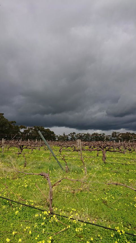 Lost In The Vines - Accommodation Kalgoorlie 27