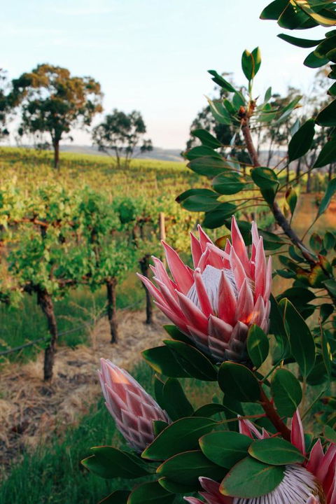 Lost In The Vines - Accommodation Kalgoorlie 14
