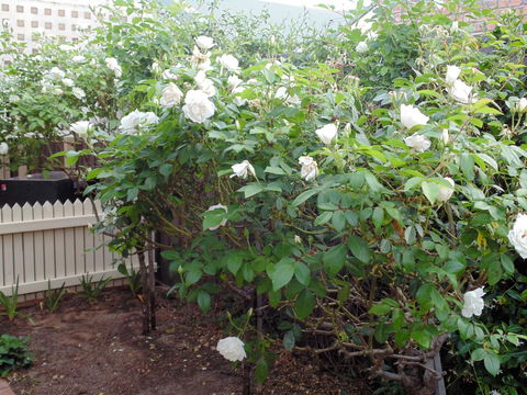 Baronet B & B - Accommodation Kalgoorlie 18