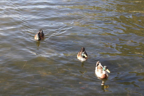 Serenity On Narrabeen Beach - 1Bdr Beachside Retreat - Accommodation Kalgoorlie 15