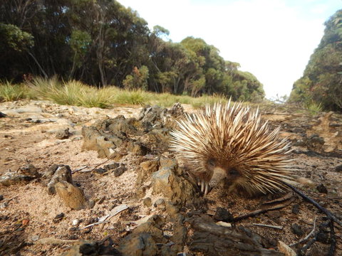 Kangaroo Island Wilderness Retreat - Accommodation Kalgoorlie 20