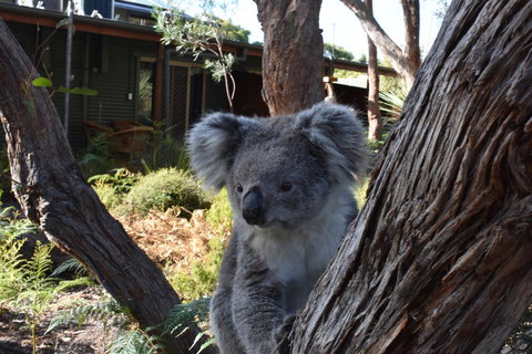 Kangaroo Island Wilderness Retreat - Accommodation Kalgoorlie 6