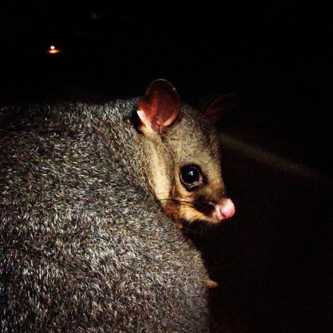 Kangaroo Island Wilderness Retreat - Accommodation Kalgoorlie 36