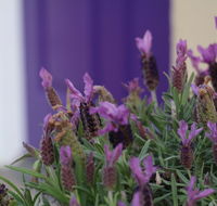 The Purple Door on Seaview - Accommodation Kalgoorlie