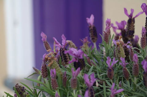 The Purple Door On Seaview - Accommodation Kalgoorlie 0