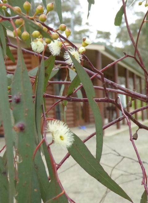 Molly's Chase - Accommodation Kalgoorlie 9