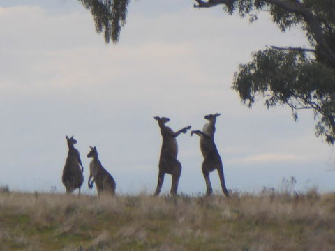 Molly's Chase - Accommodation Kalgoorlie 23
