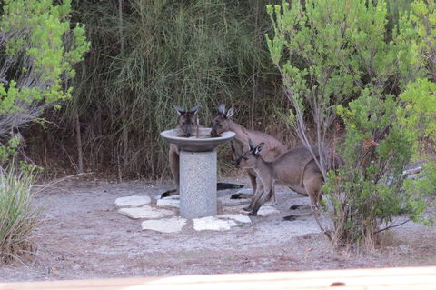 Kestrel Downs - Accommodation Kalgoorlie 23