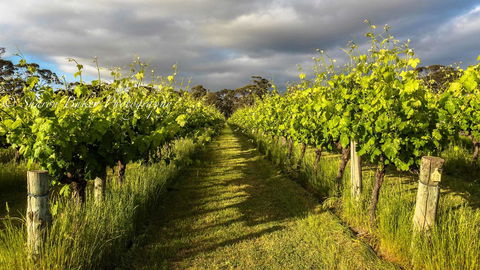 Shadow Creek McLaren Vale - Accommodation Kalgoorlie 20