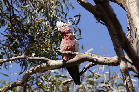 Cape Jervis Holiday Units - Accommodation Kalgoorlie 5