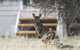 Sea Dragon Kangaroo Island - thumb 12
