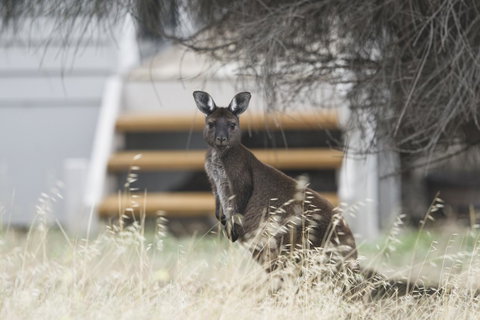 Sea Dragon Kangaroo Island - Accommodation Kalgoorlie 12