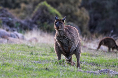 Sea Dragon Kangaroo Island - Accommodation Kalgoorlie 26
