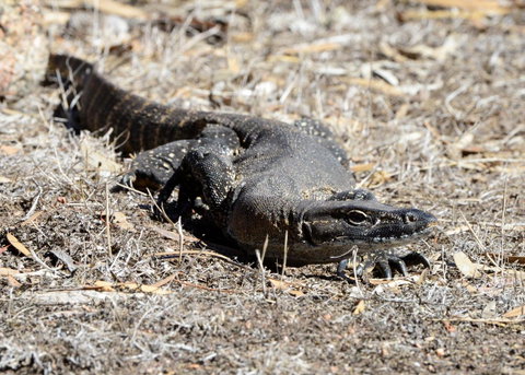 Sea Dragon Kangaroo Island - Accommodation Kalgoorlie 24