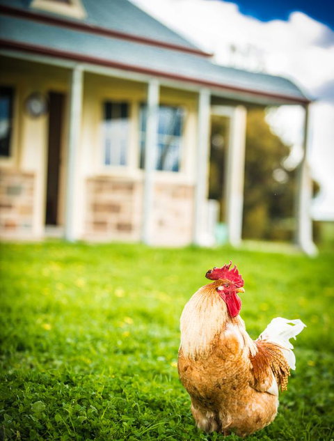 Barossa Vineyard Cottages - Accommodation Kalgoorlie 39
