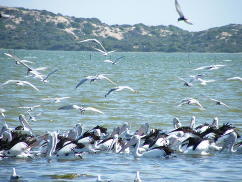 Coorong Waterfront Retreat - Accommodation Kalgoorlie 25