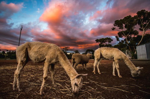 Seppelts View Cabins - Accommodation Kalgoorlie 10