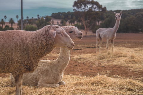 Seppelts View Cabins - Accommodation Kalgoorlie 27