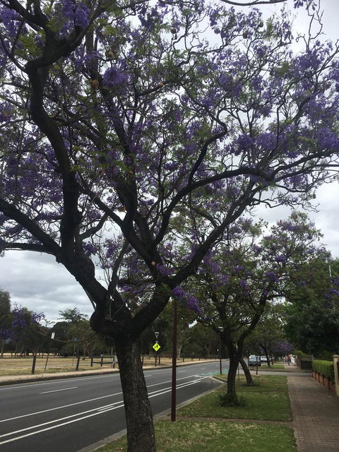 Adelaide Style Accommodation-Close To City-North Adelaide-3 Bdrm- FREE Parking - Accommodation Kalgoorlie 34