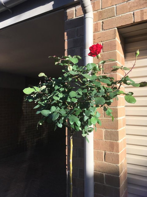 Adelaide Style Accommodation-Close To City-North Adelaide-3 Bdrm- FREE Parking - Accommodation Kalgoorlie 21