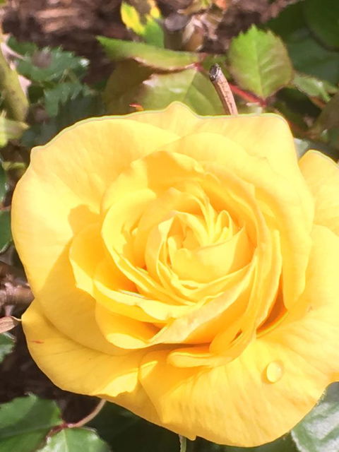 Wine And Roses Bed And Breakfast - Accommodation Kalgoorlie 41