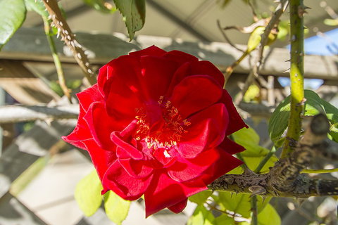 Stoneleigh Cottage Bed And Breakfast - Accommodation Kalgoorlie 16