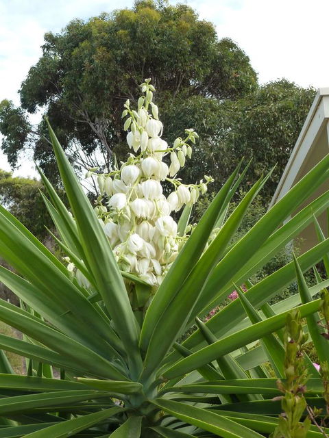 SeaShells Penneshaw - Accommodation Kalgoorlie 15