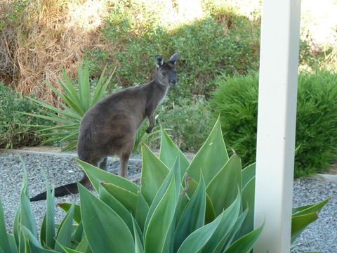 SeaShells Penneshaw - Accommodation Kalgoorlie 3