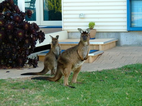 SeaShells Penneshaw - Accommodation Kalgoorlie 29