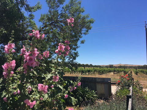 Amy\'s House Bed & Breakfast - Accommodation Kalgoorlie 29