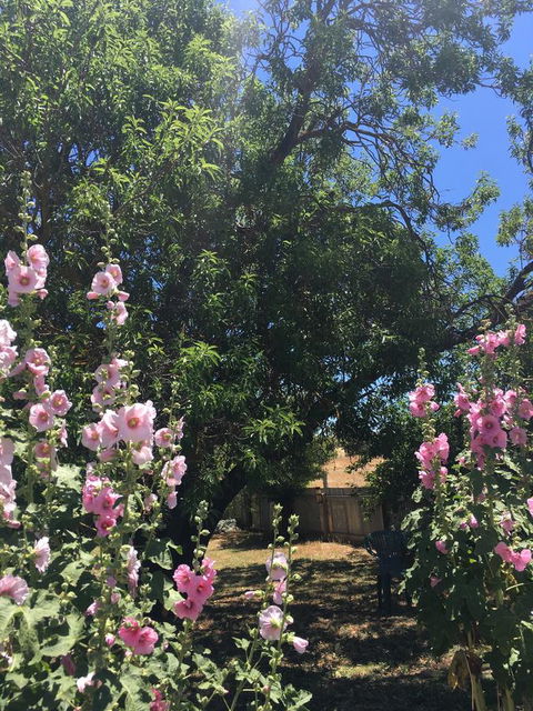 Amy\'s House Bed & Breakfast - Accommodation Kalgoorlie 37