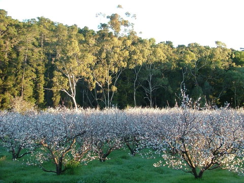Taralee Orchards - Accommodation Kalgoorlie 5