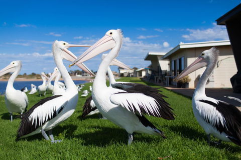 Modra\'s Apartments - Accommodation Kalgoorlie 13