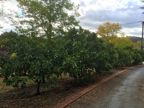 Vineyard Cottage BnB - Accommodation Kalgoorlie 11
