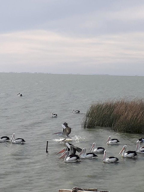 Meningie Waterfront Motel - Accommodation Kalgoorlie 29