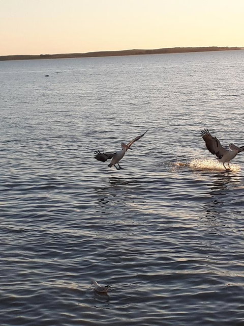 Meningie Waterfront Motel - Accommodation Kalgoorlie 21