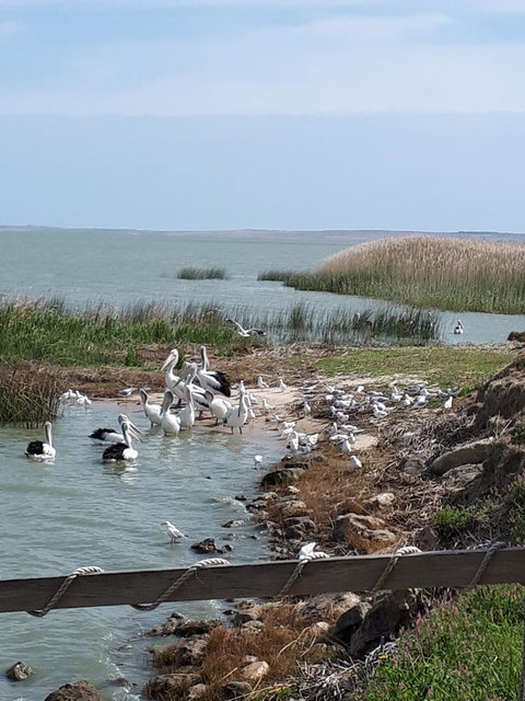 Meningie Waterfront Motel - Accommodation Kalgoorlie 28
