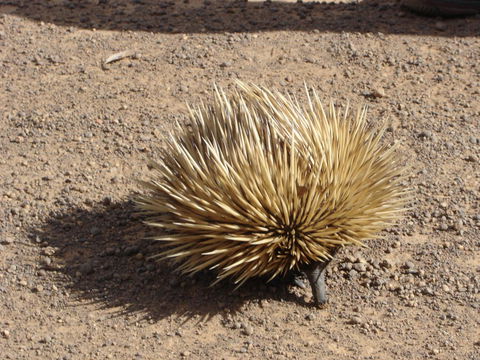 Lantauanan - The Lookout - Accommodation Kalgoorlie 1
